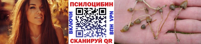 где купить   Великие Луки  Псилоцибиновые грибы мицелий 
